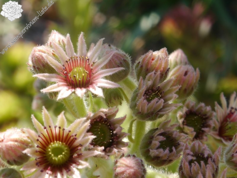tectorum var. tectorum (royanum)