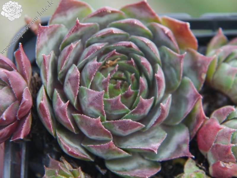 tectorum var. tectorum (rhenanum)