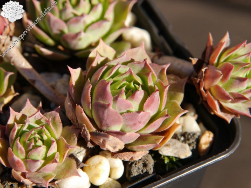 wulfenii from Franzenshöhe