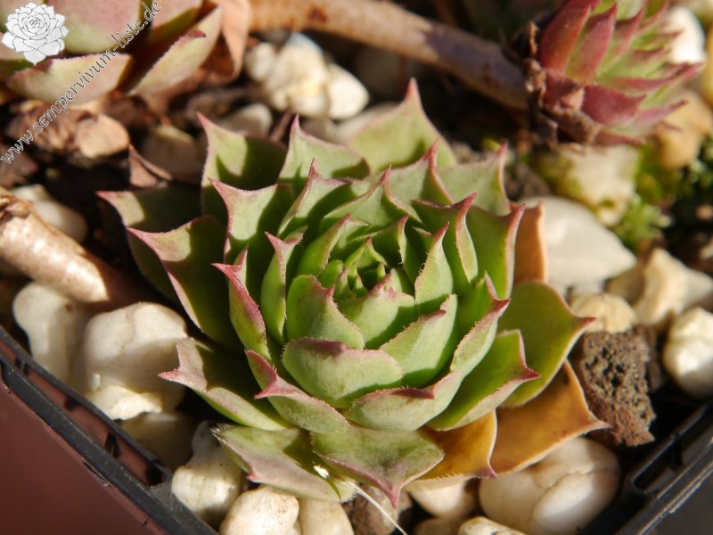 wulfenii from Franzenshöhe