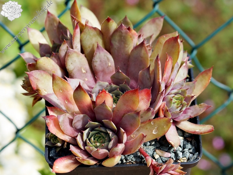 tectorum var. tectorum (decoloratum) Typ PH1014