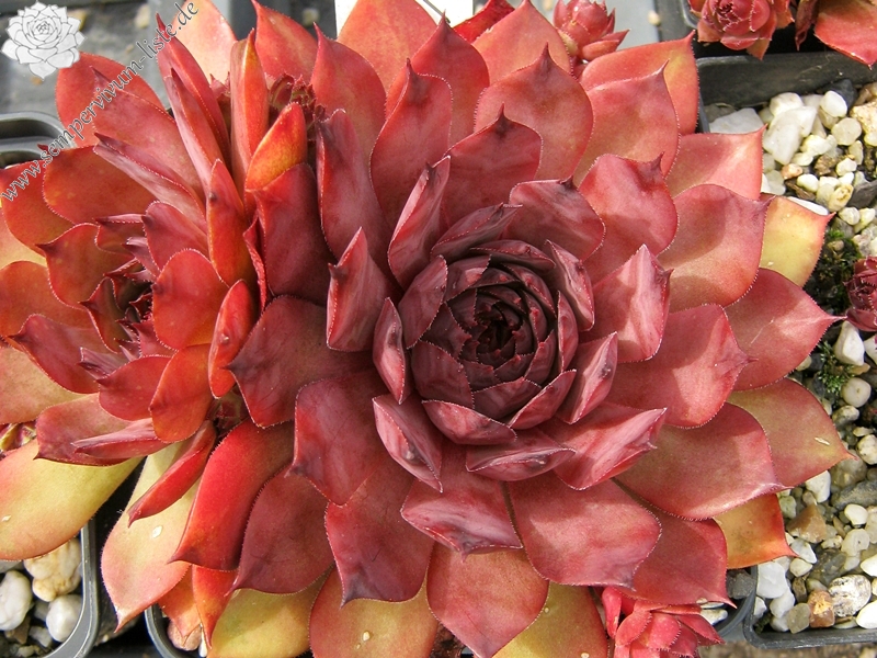 Damask