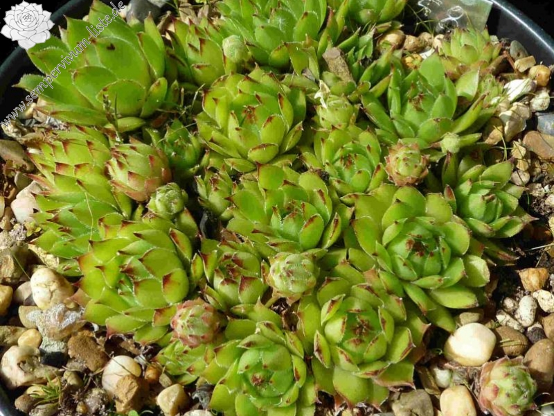 tectorum var. tectorum (acuminatum)