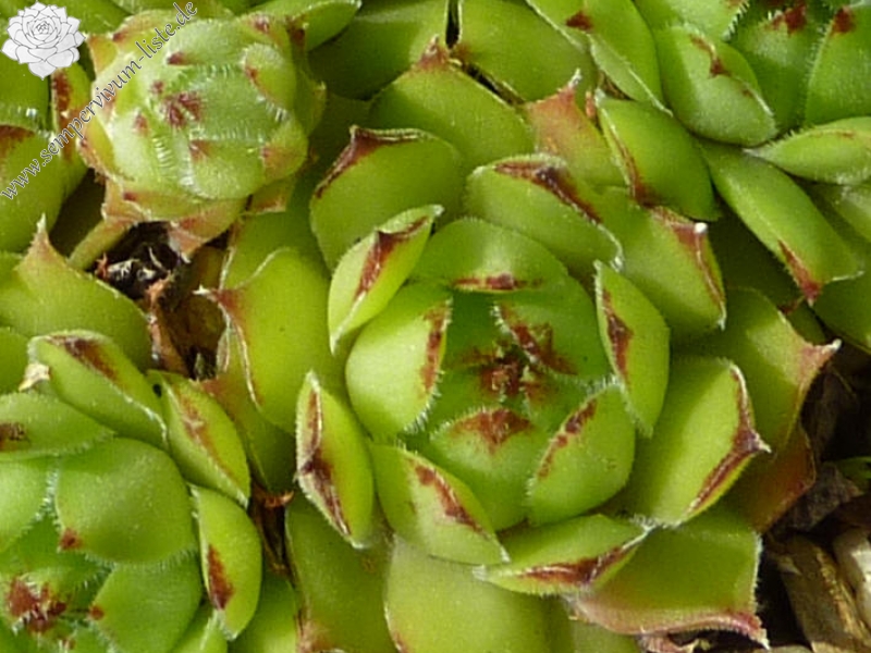 tectorum var. tectorum (acuminatum)