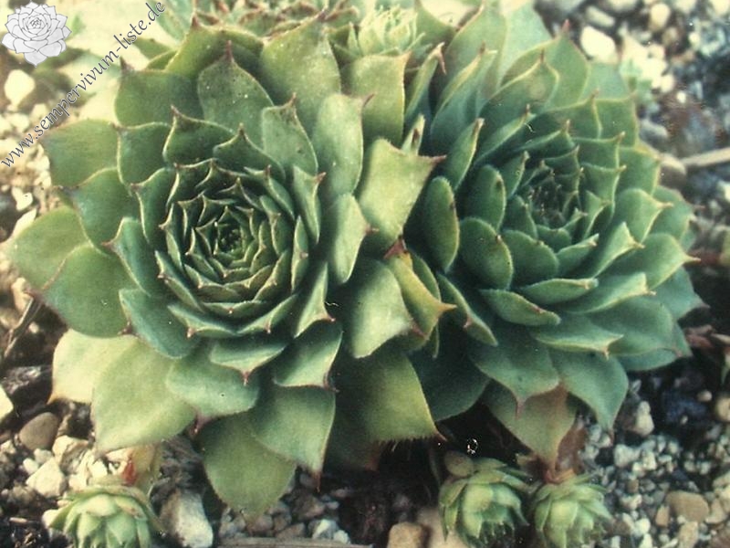 tectorum var. tectorum (alpinum) from Strelapass