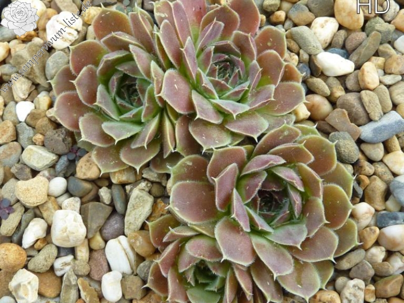 Altair / Jovi ( II )