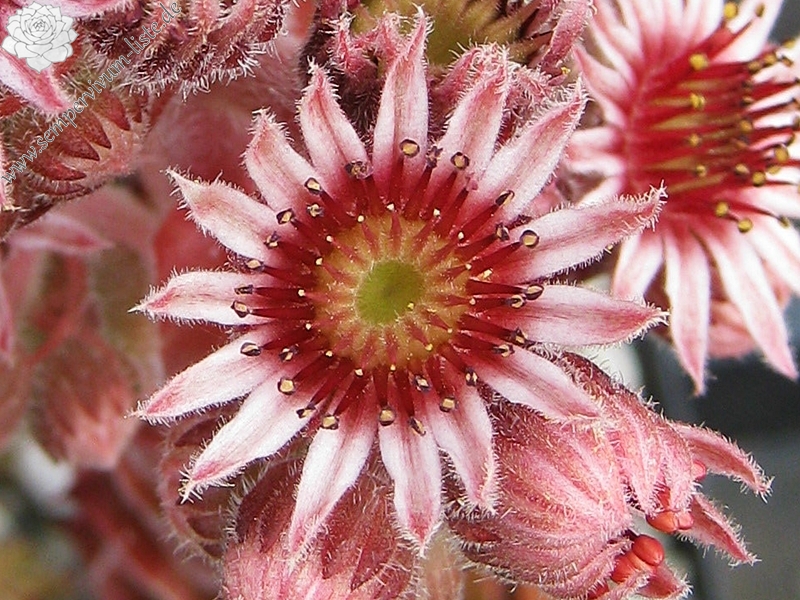 Amaranth
