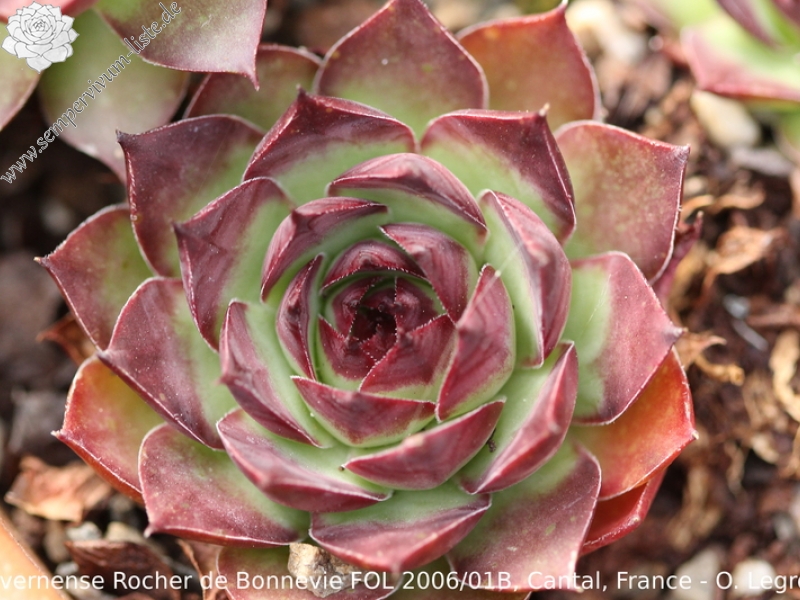 tectorum var. arvernense from Rocher de Bonnevie (Typ 01B)