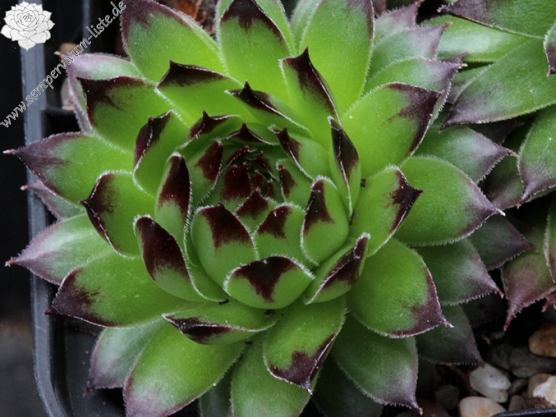 tectorum var. arvernense from Aubrac