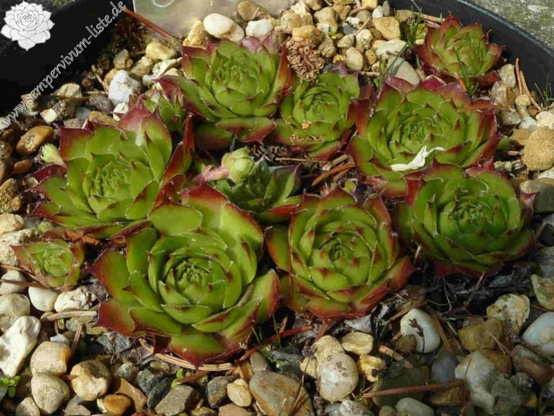 tectorum var. tectorum (aureggii)