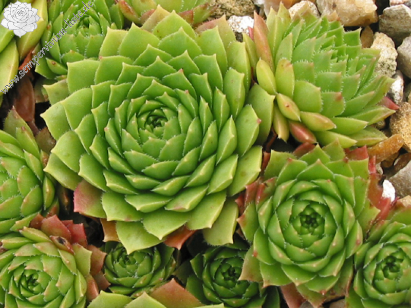 marmoreum ssp. ballsii from Çuka e Peçit