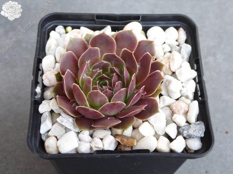 Banby Loniers / Jovi