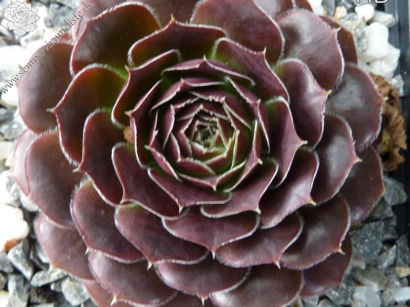 Belle de Crecy / Jovi