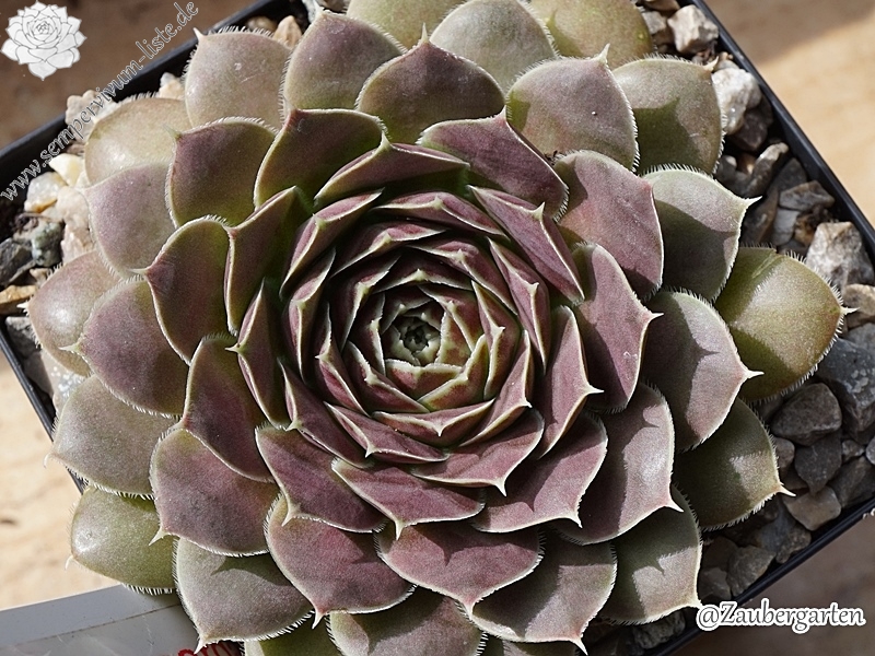 Camelopardalis / Jovi