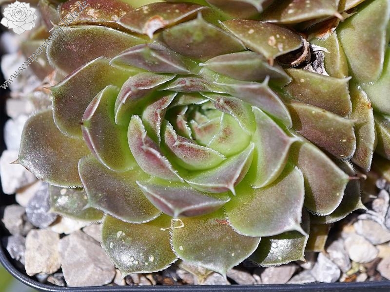 Camelopardalis / Jovi