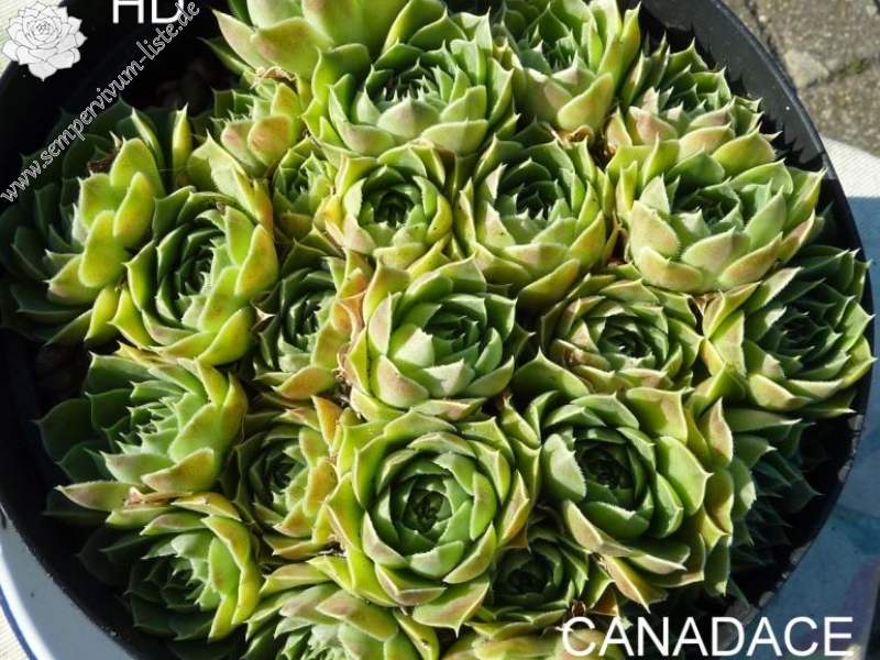 Canadace / Jovi
