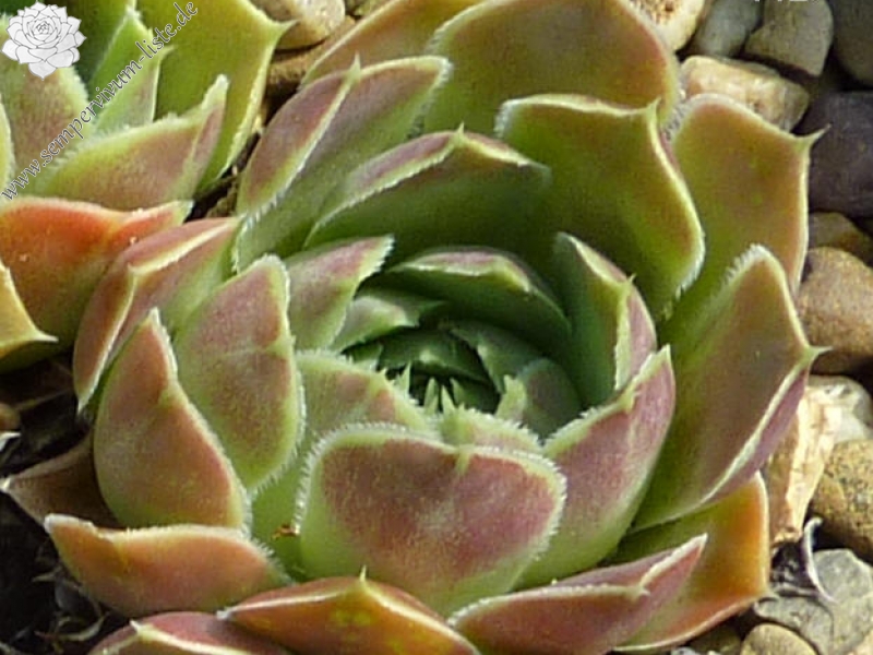 Canes Venatici / Jovi