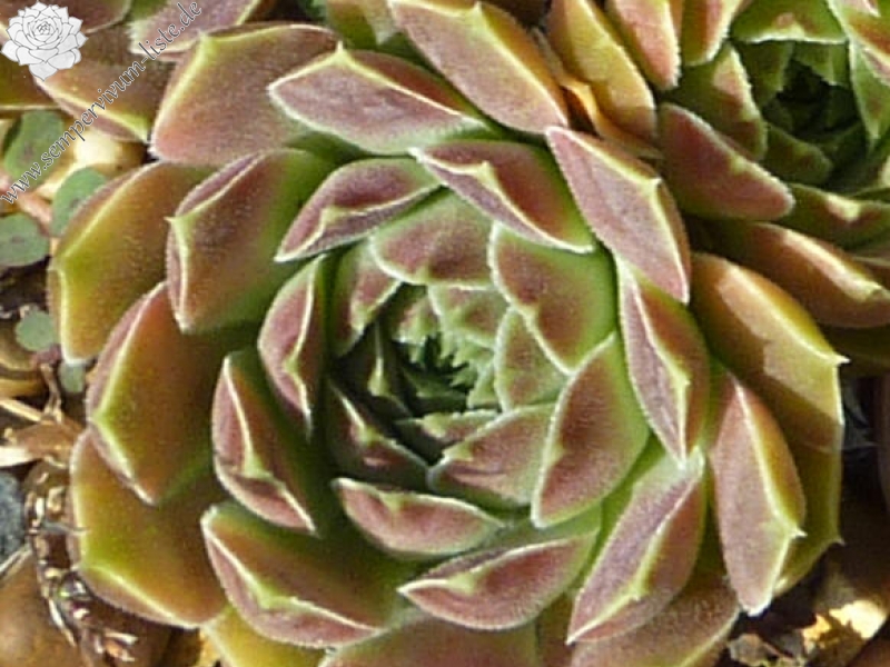 Carl von Linné / Jovi