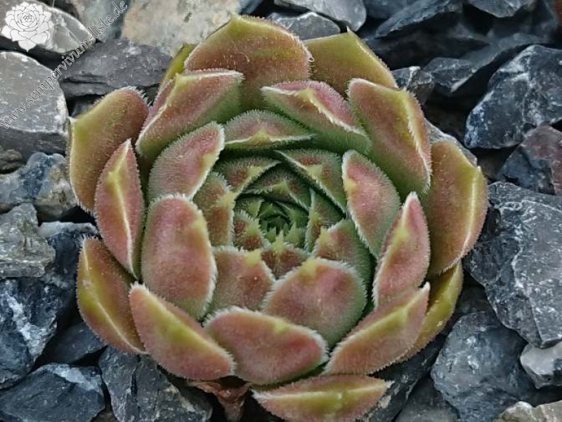 Carl von Linné / Jovi