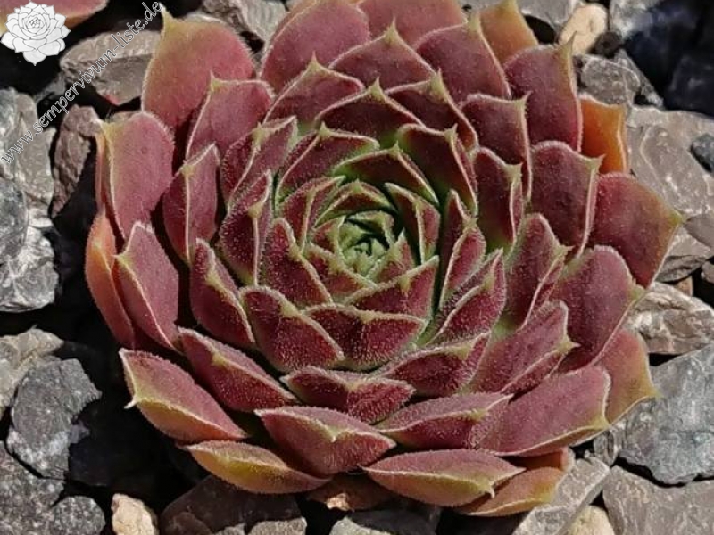 Carl von Linné / Jovi