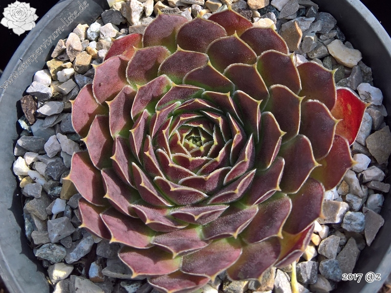 Korspel Vieux Rouge / Jovi