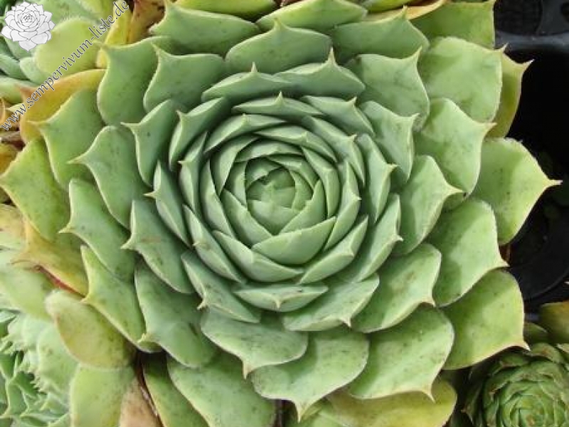 tectorum var. tectorum (decoloratum) from Culoz