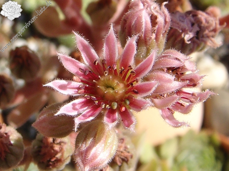 marmoreum ssp. reginae-amaliae (degenianum)