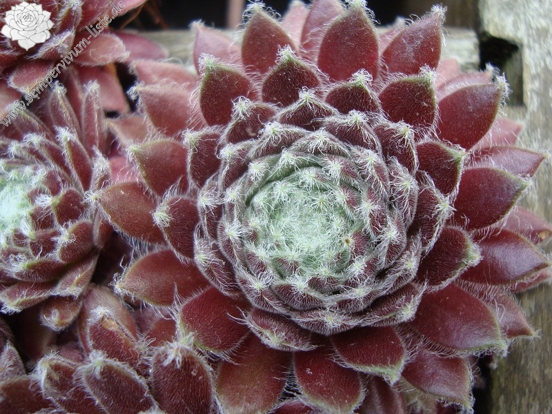 Chlorys