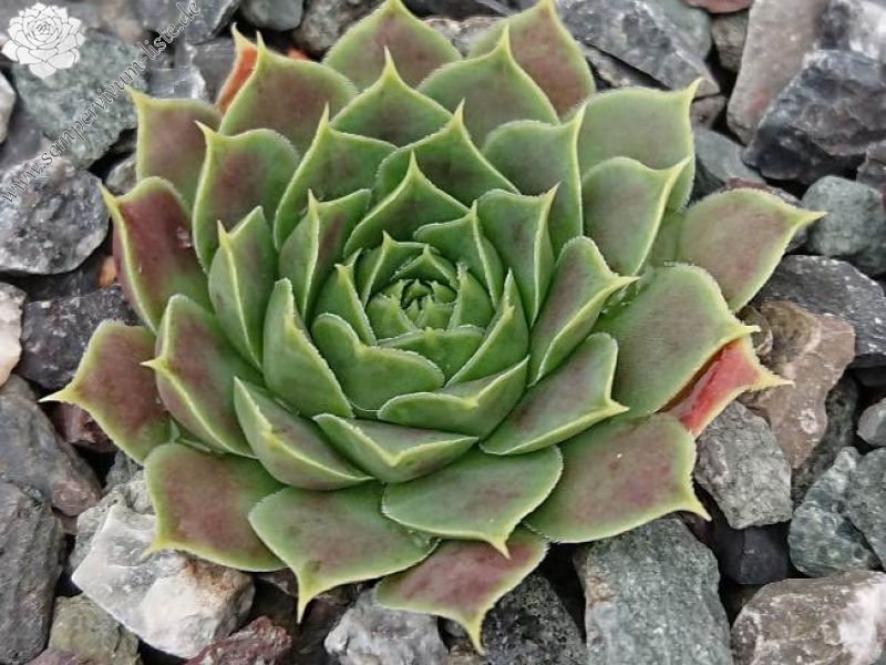 Korspelse Lauri-Anne / Jovi