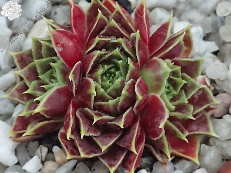 Korspelse Lauri-Anne / Jovi