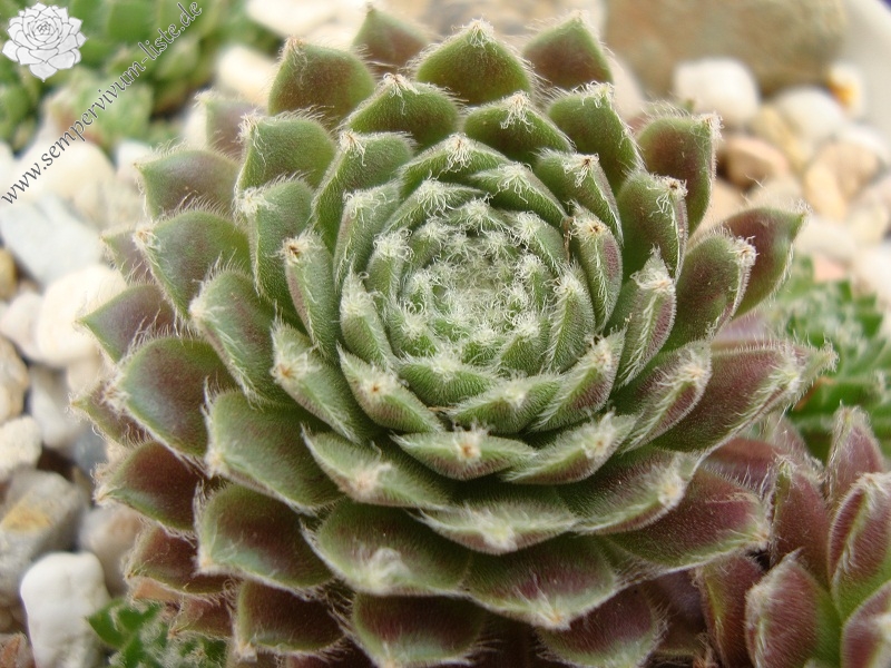 Chlorys