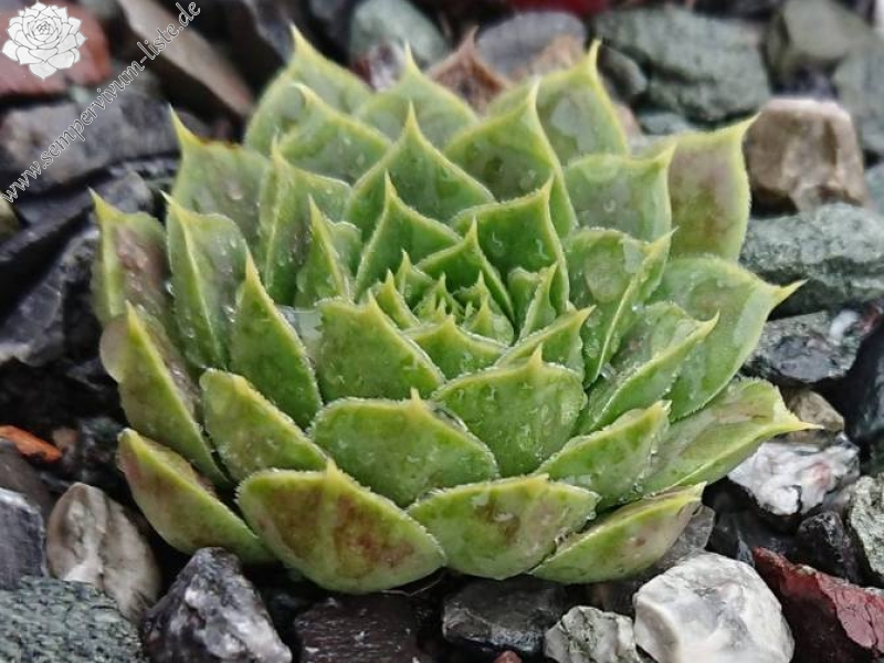 Korspelse Lauri-Anne / Jovi