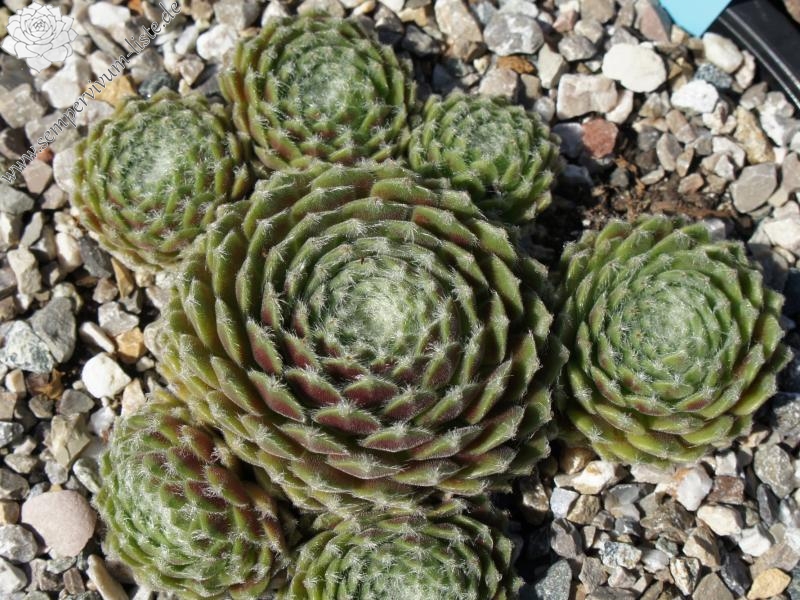 Chlorys