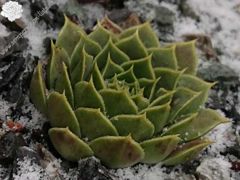 Korspelse Lauri-Anne / Jovi