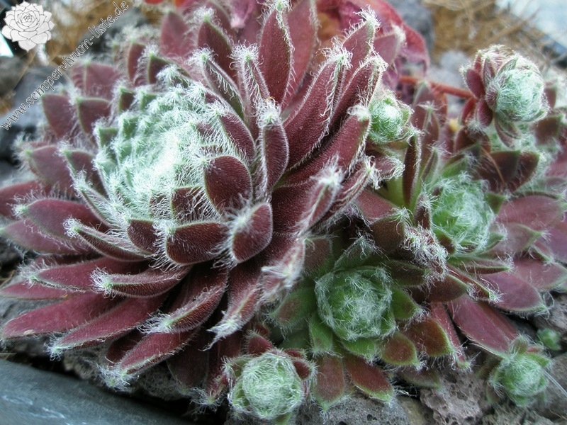 Chlorys