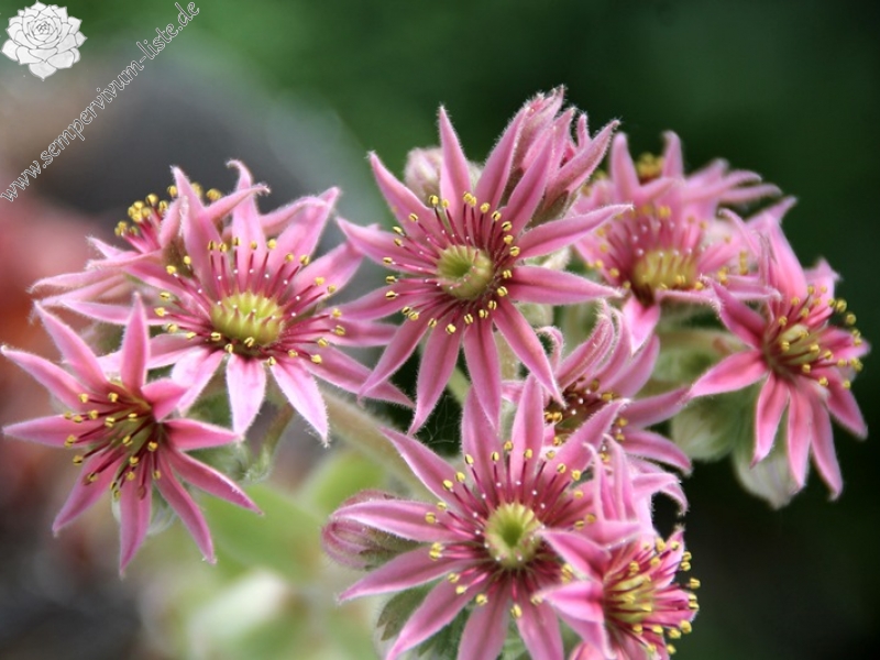 Chlorys