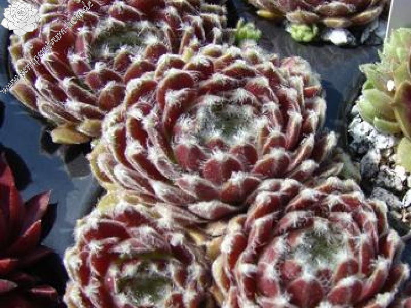 Chlorys