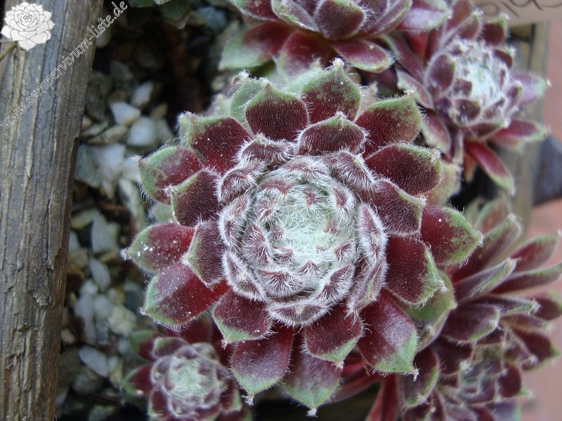 Chlorys
