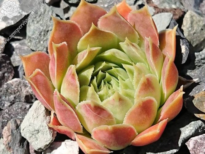 Korspelse Lauri-Anne / Jovi