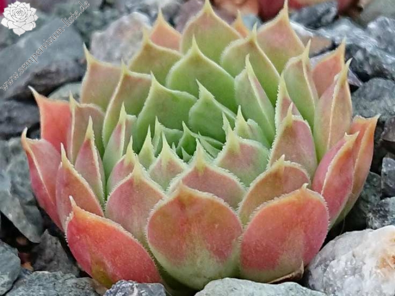 Korspelse Lauri-Anne / Jovi