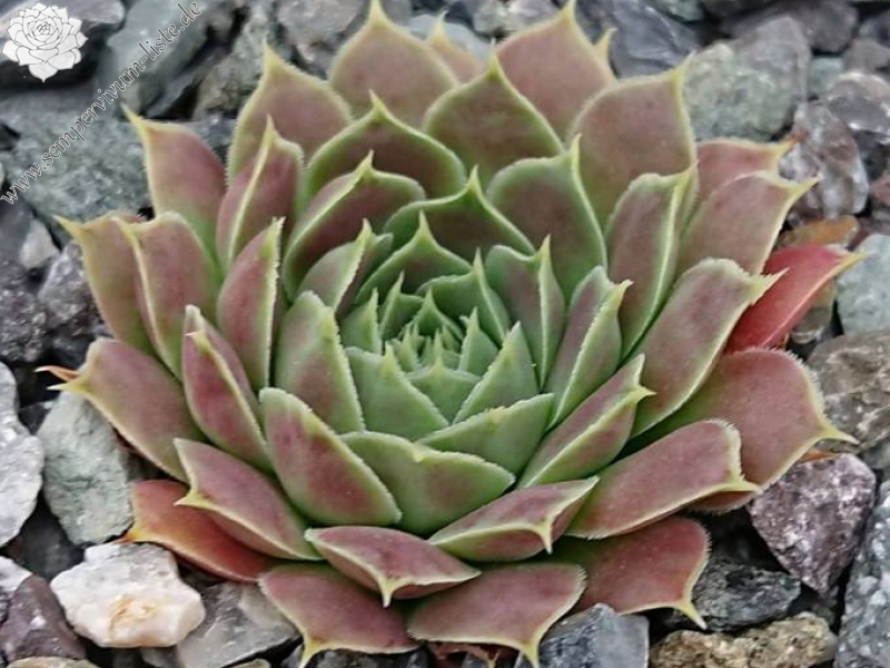 Korspelse Lauri-Anne / Jovi