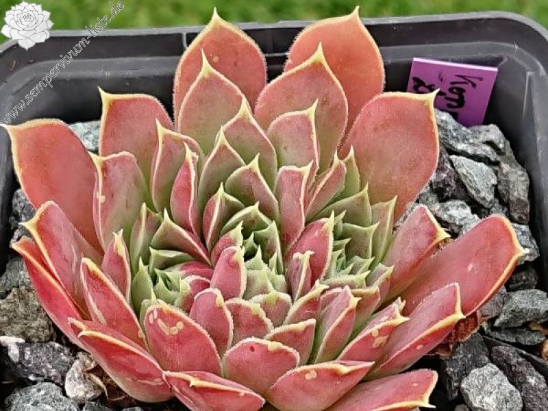 Korspelse Lauri-Anne / Jovi