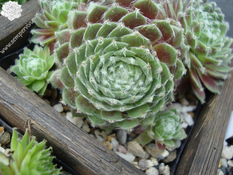 Chlorys