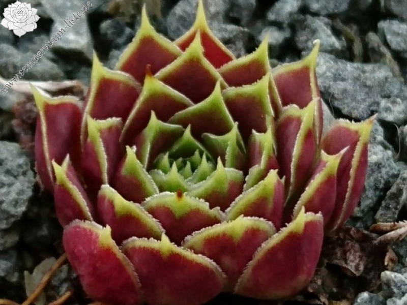 Korspelse Lauri-Anne / Jovi