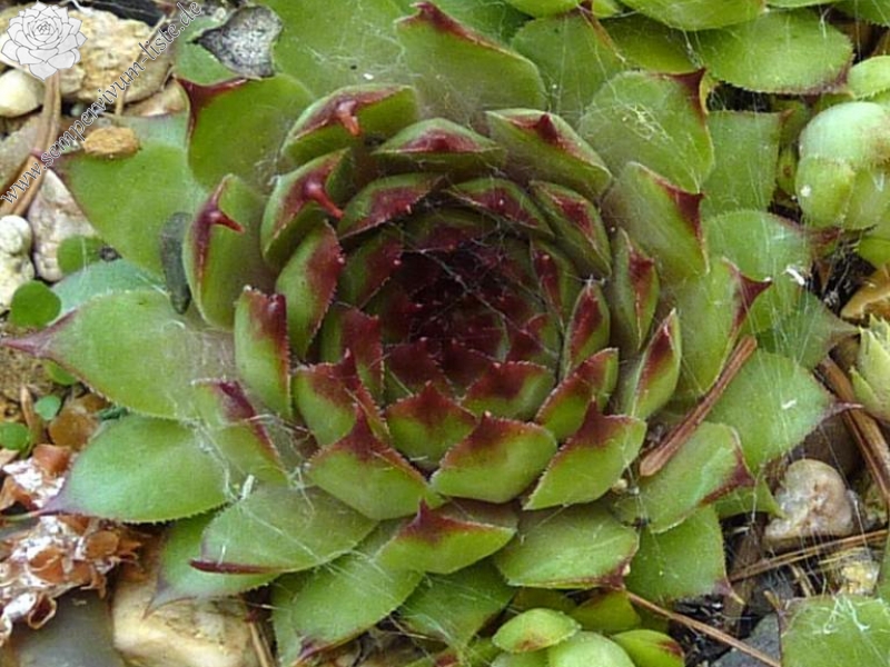 Lygia