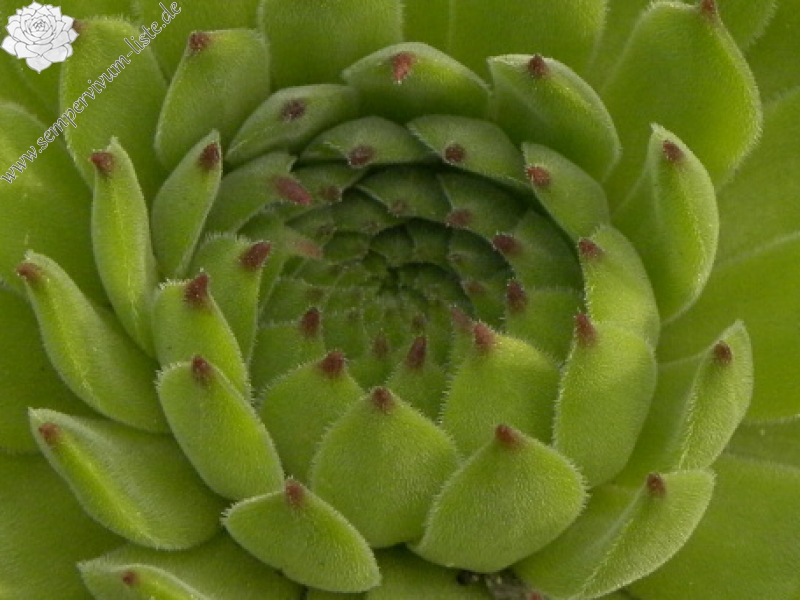 marmoreum ssp. reginae-amaliae (macedonicum) from Stogovo planina