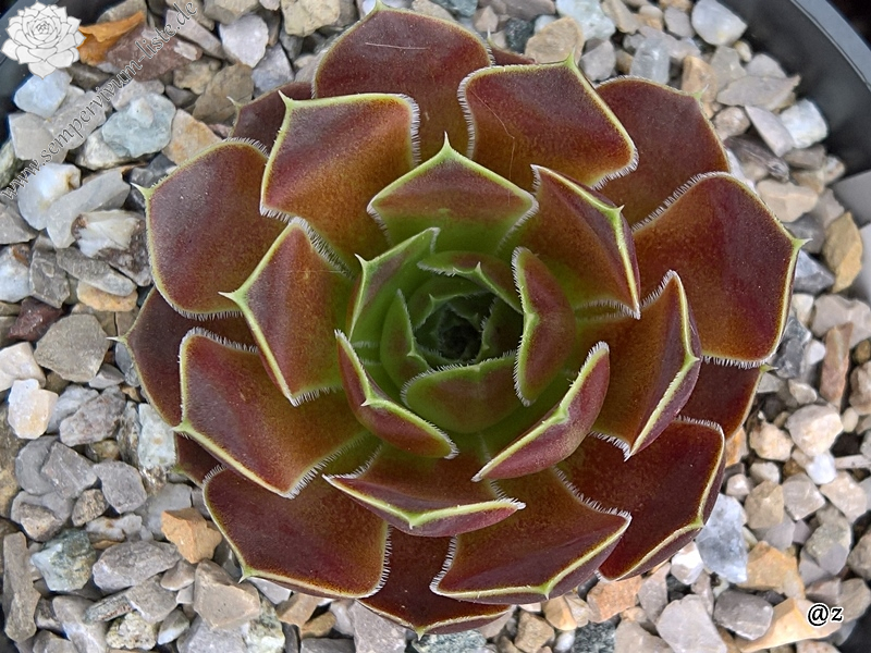 Korspelse Kristruw / Jovi