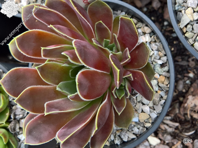 Korspelse Senne Sport / Jovi