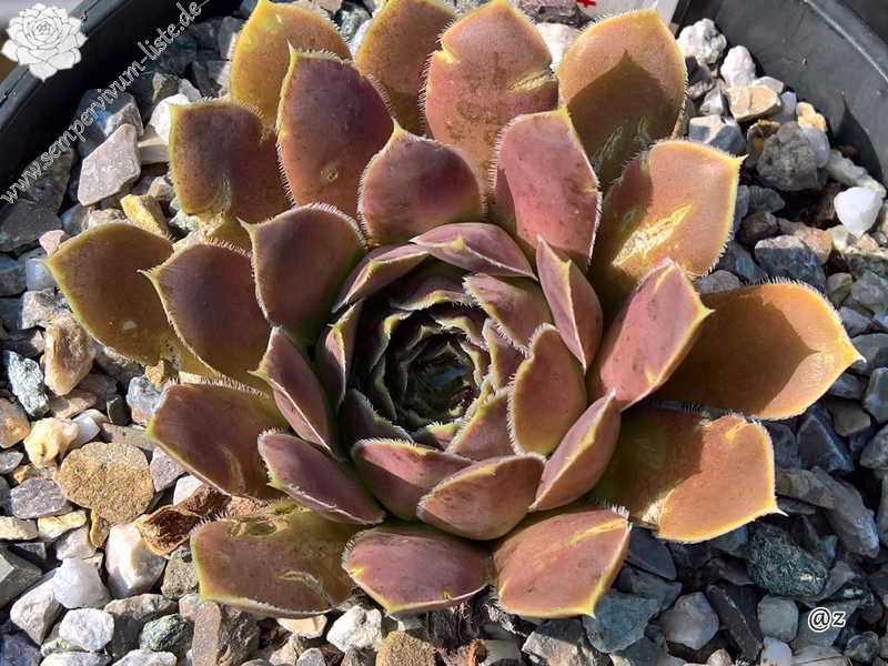 Korspelse Senne Sport / Jovi