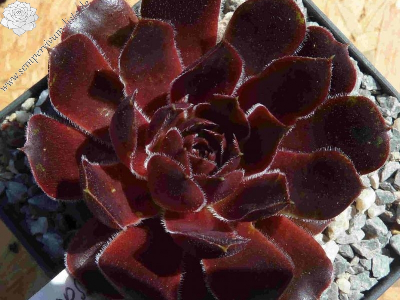 Korspel Spring Festival / Jovi